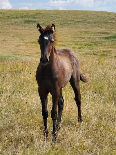 Callisto Drift JW<BR>AQHA 6371835